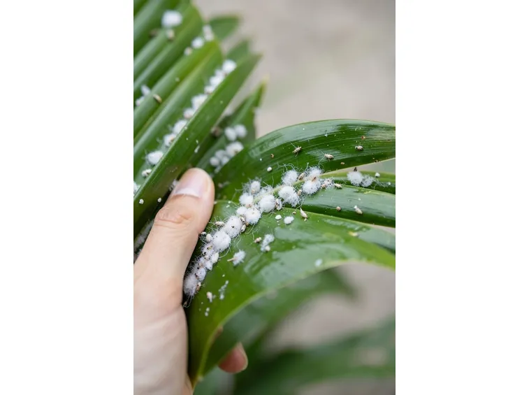 Foglia di Cycas attaccata da Cocciniglia farinosa