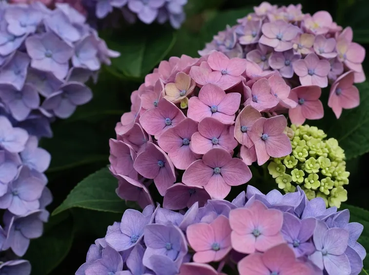 Fiori di ortensia