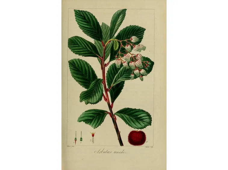 Disegno di foglie, fiori e frutti del corbezzolo