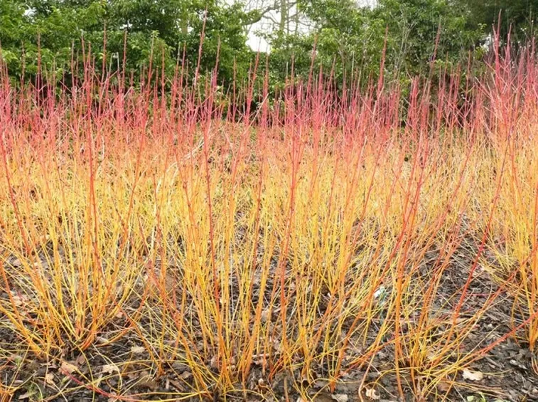 Cornus sanguinea
