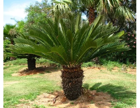 Fiore maschile