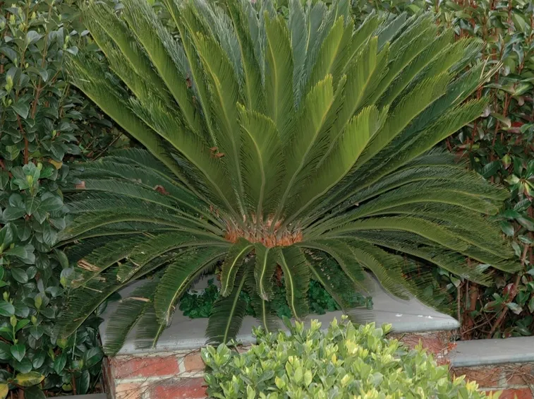 fiore femminile