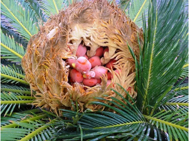 frutti di cycas