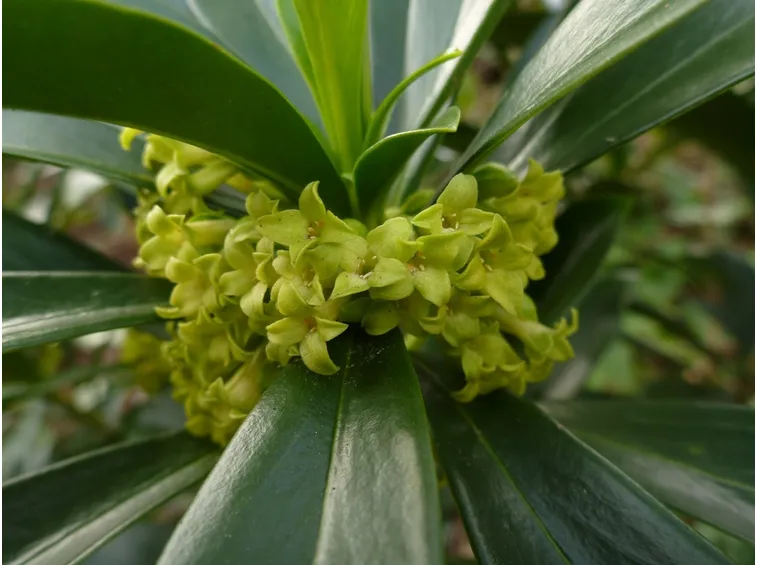 Daphne laureola