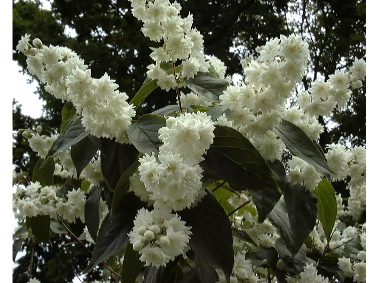 deutzia