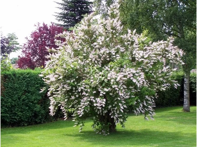 pianta