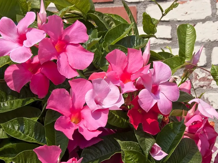 Fiori dipladenia rosa