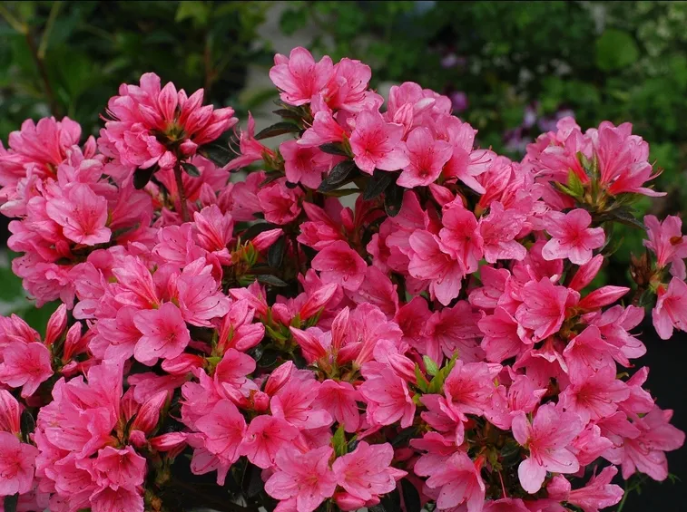 Pianta di azalea rosa
