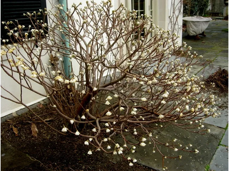Edgeworthia chrysantha