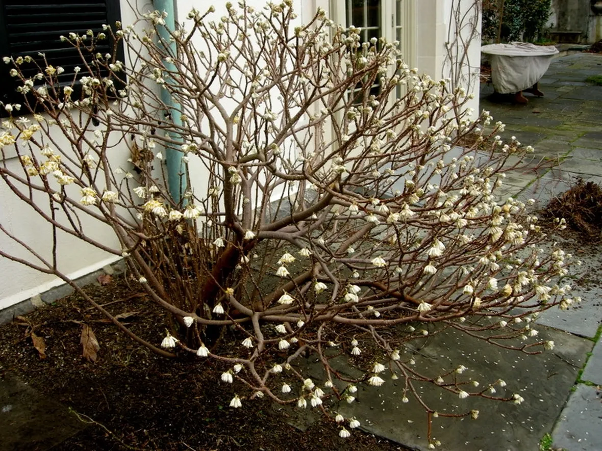 Edgeworthia chrysantha