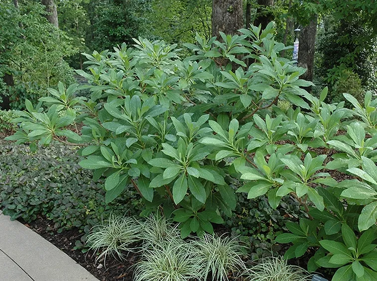 Arbusto edgeworthia