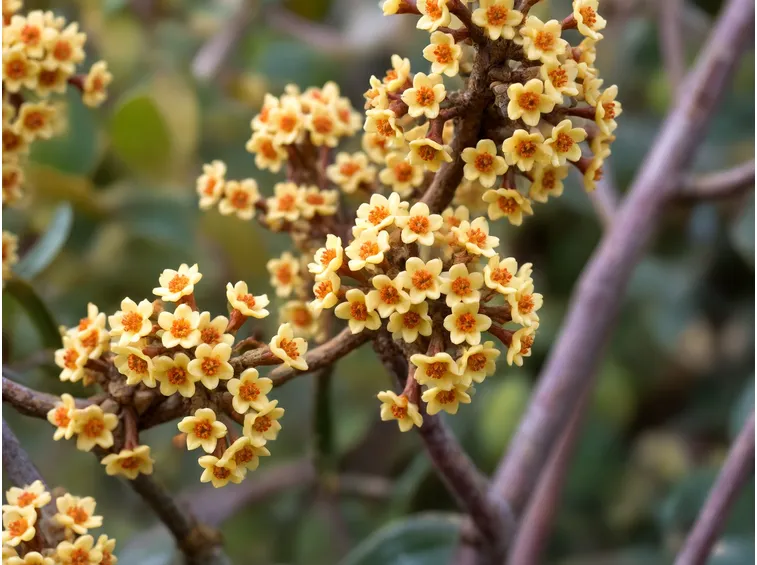 Fiori Edgeworthia