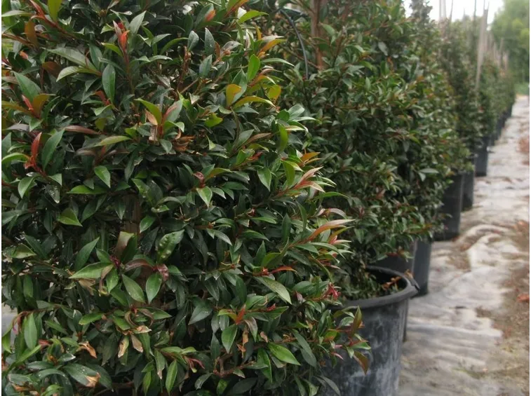 Una siepe di Eugenia myrtifolia
