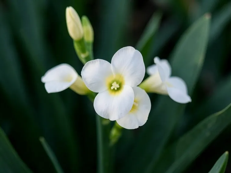 Germogli fresia bianca