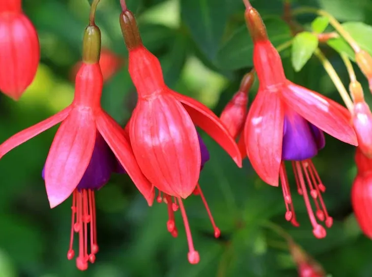 Fiori di fucsia