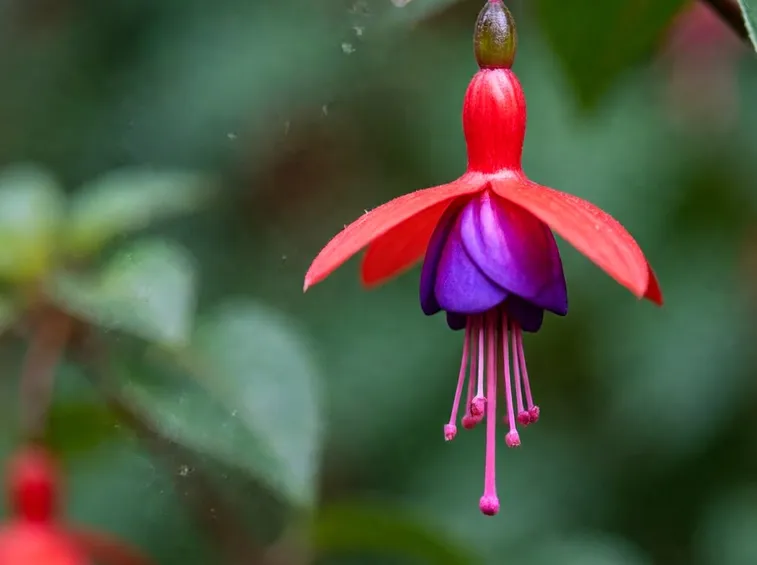 Fiore di fucsia