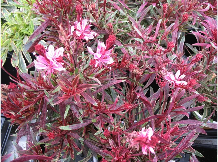 Gaura