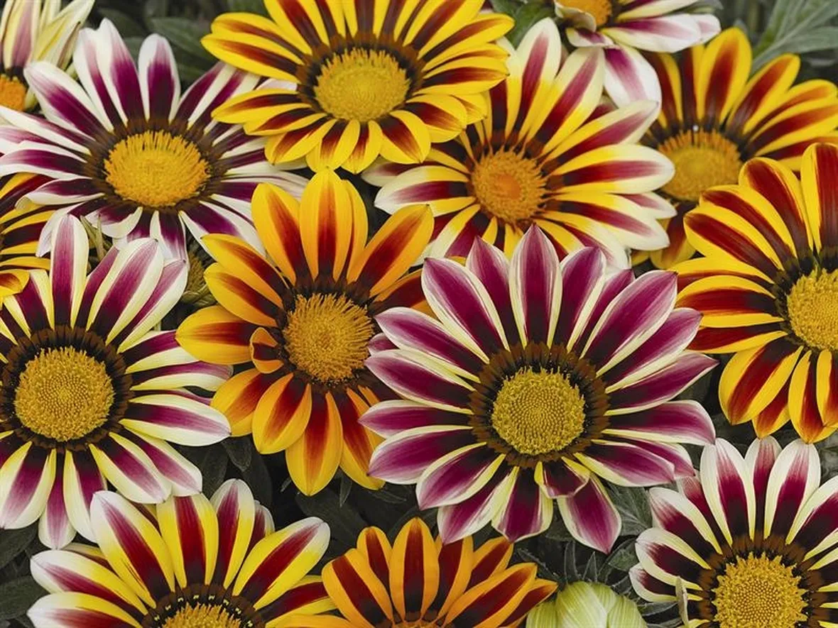 Varietà gazania
