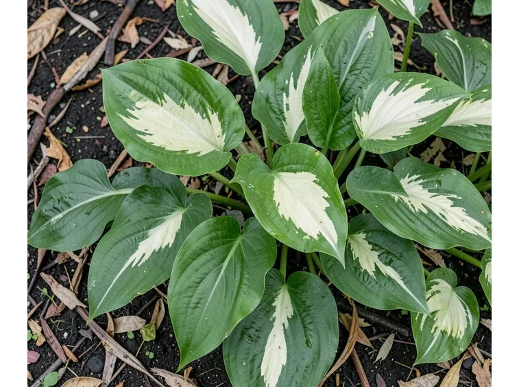 foglie di hosta