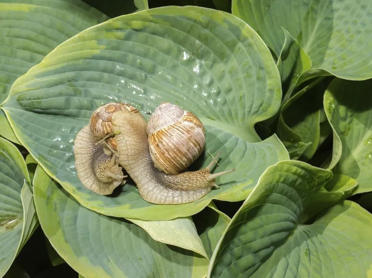 hosta malattie
