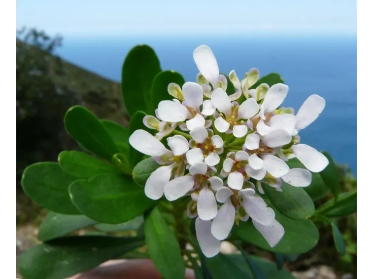 Fiori iberis semperflorens