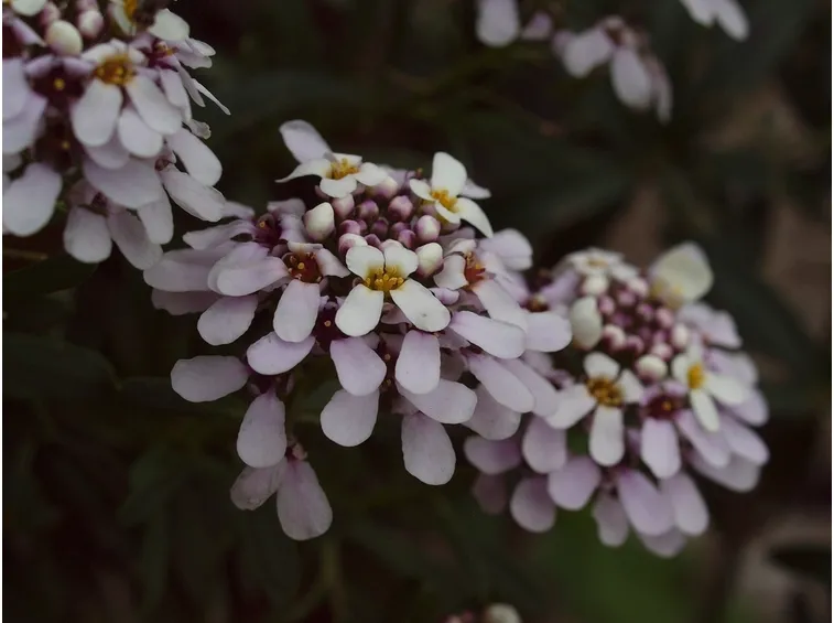 Iberis fioritura