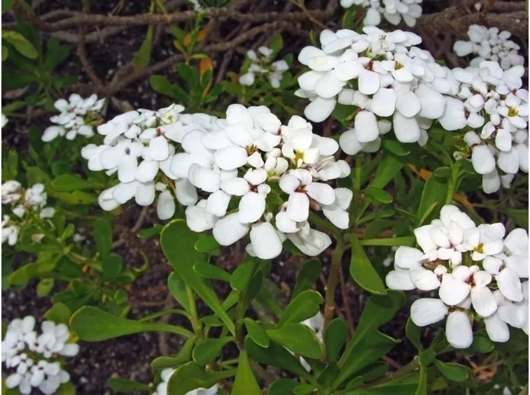 Pianta iberis semperflorens