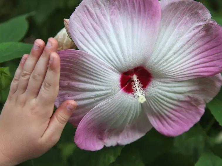 Fiore dell'ibisco gigante