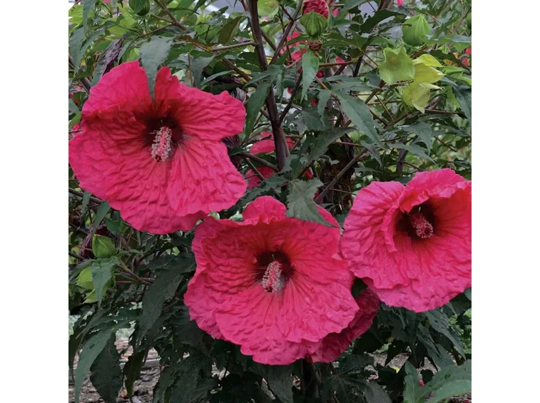Fiori di ibisco gigante