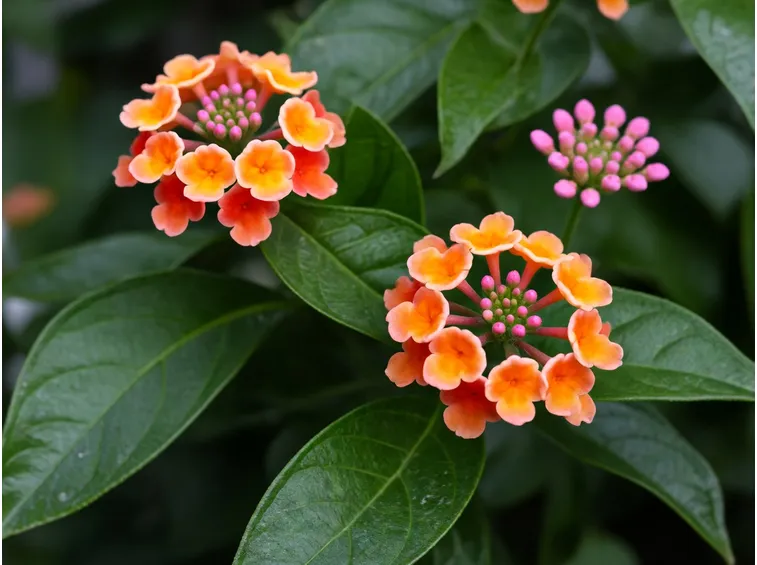 Esemplare lantana fiore