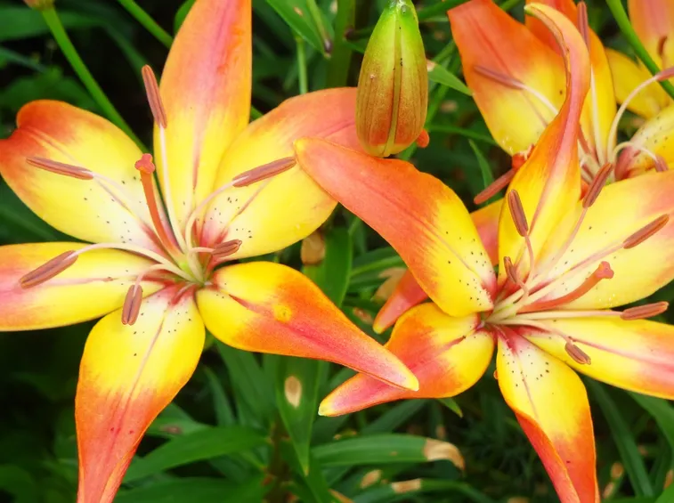 Fiori lilium variegati
