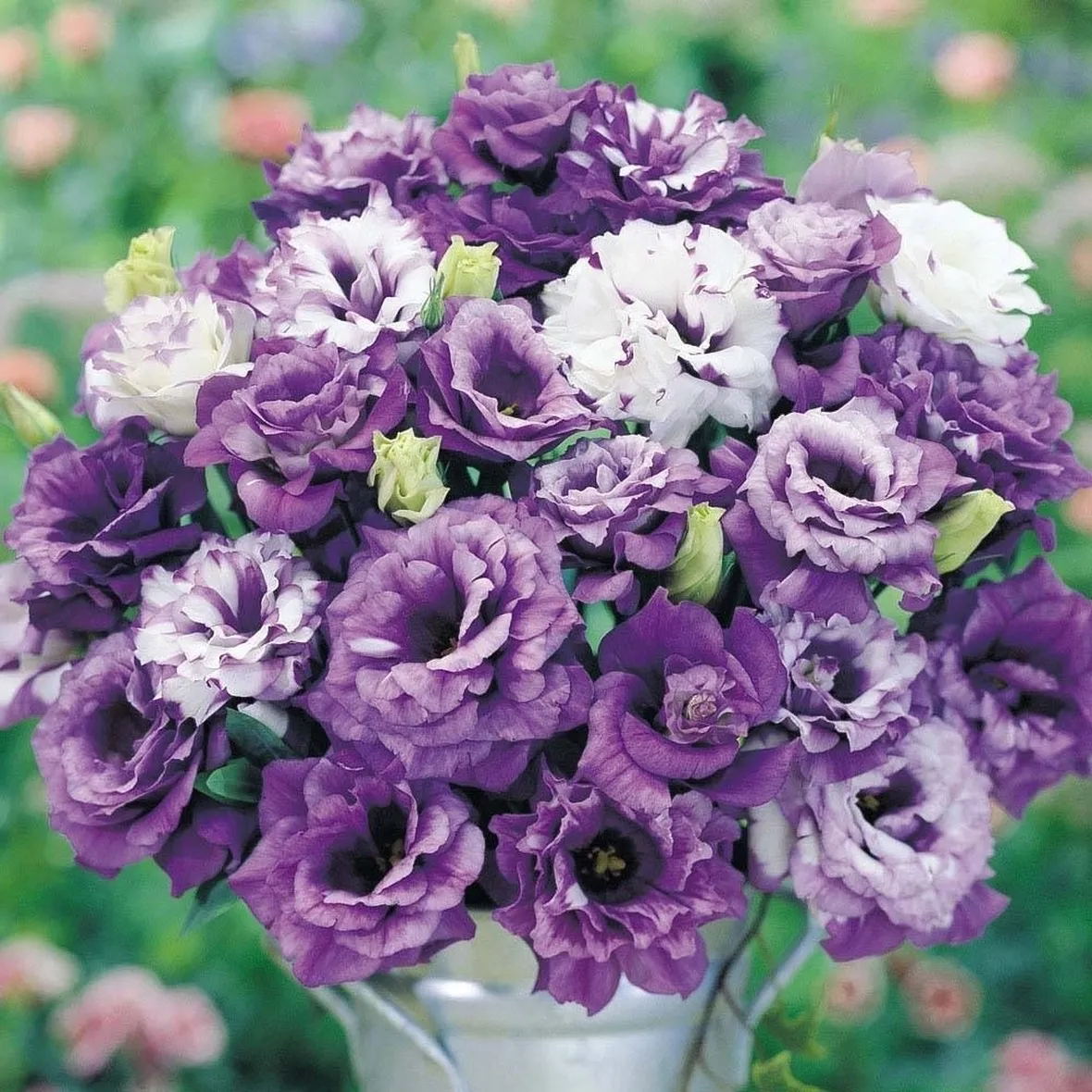 Fiori recisi di Lisianthus