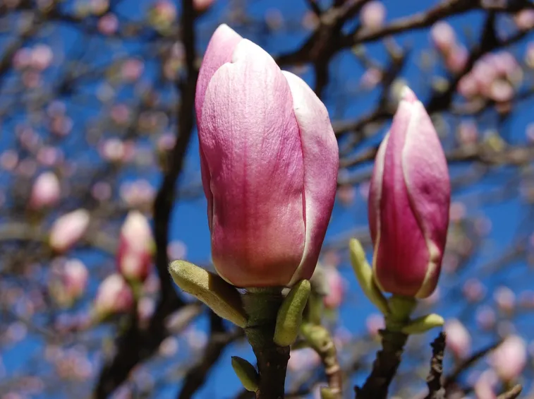 Magnolia 