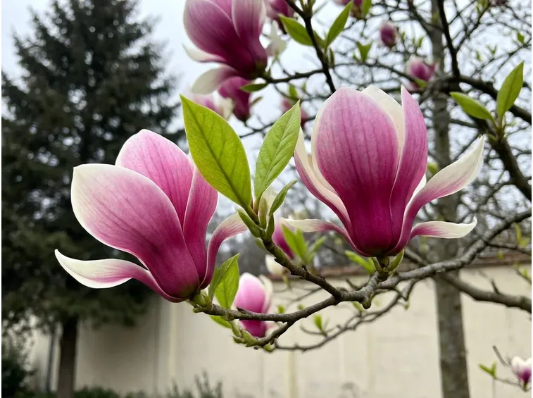 Magnolia soulangeana