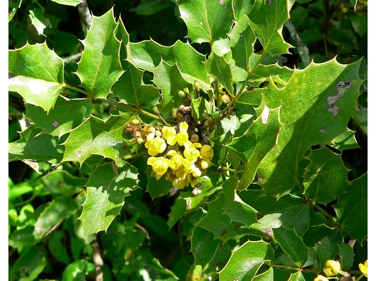 Mahonia
