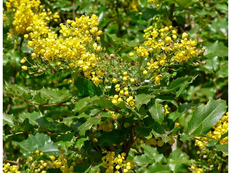 Mahonia