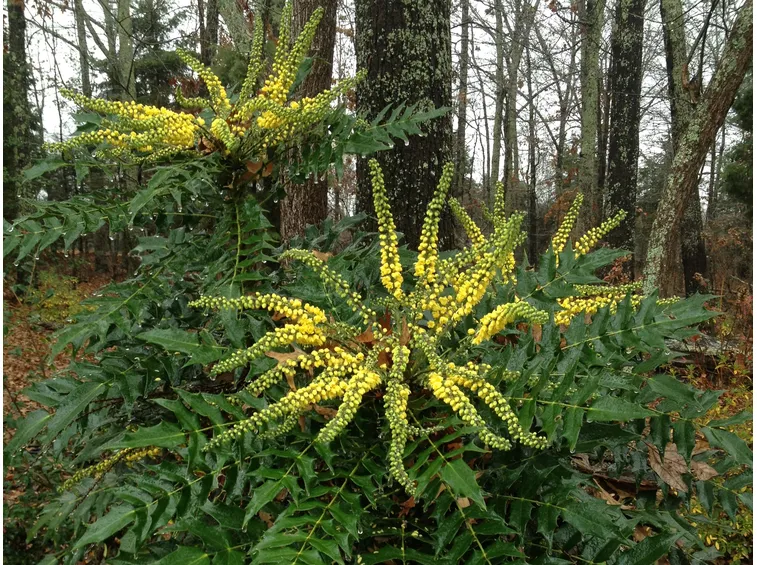 mahonia fiorita