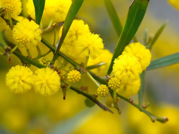 Mimosa