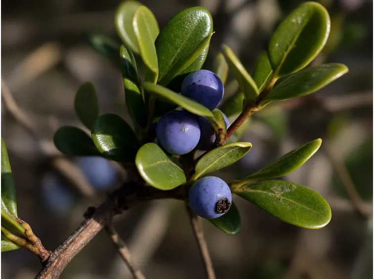 Fiori di mirto