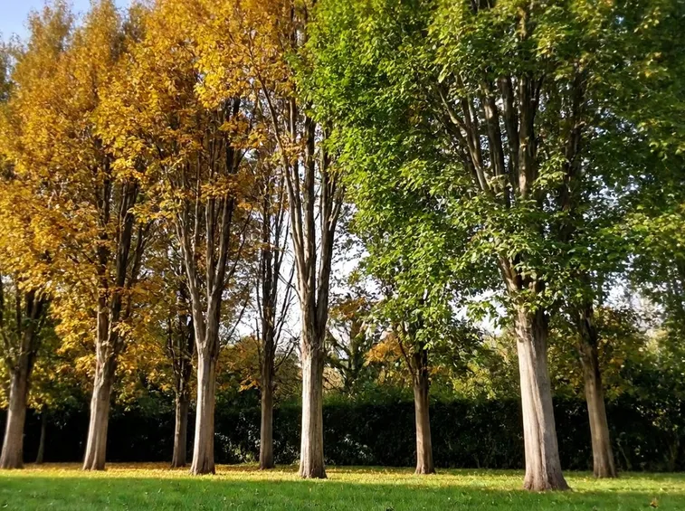 Albero parrotia