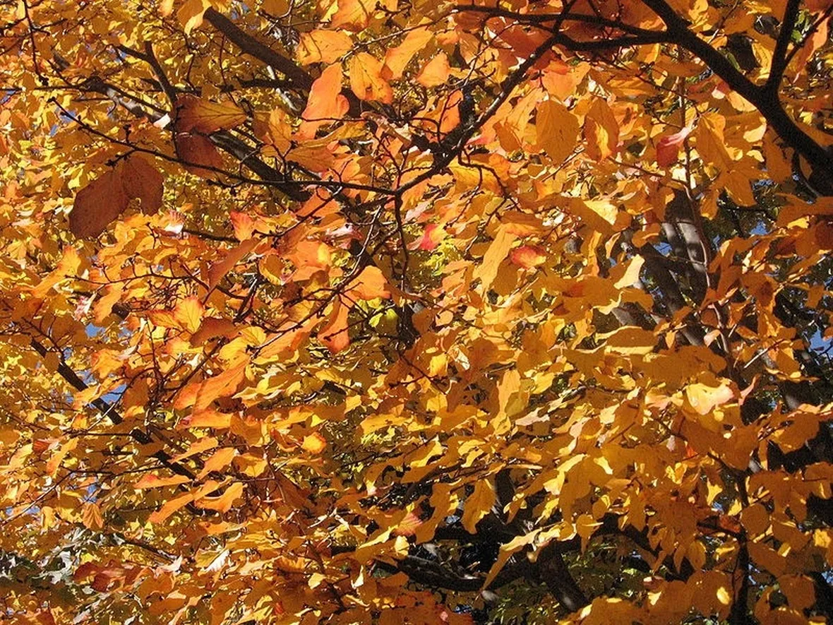 Foglie parrotia persica