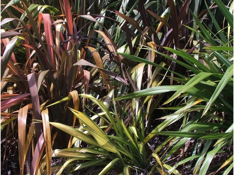 Fogliame piante Phormium