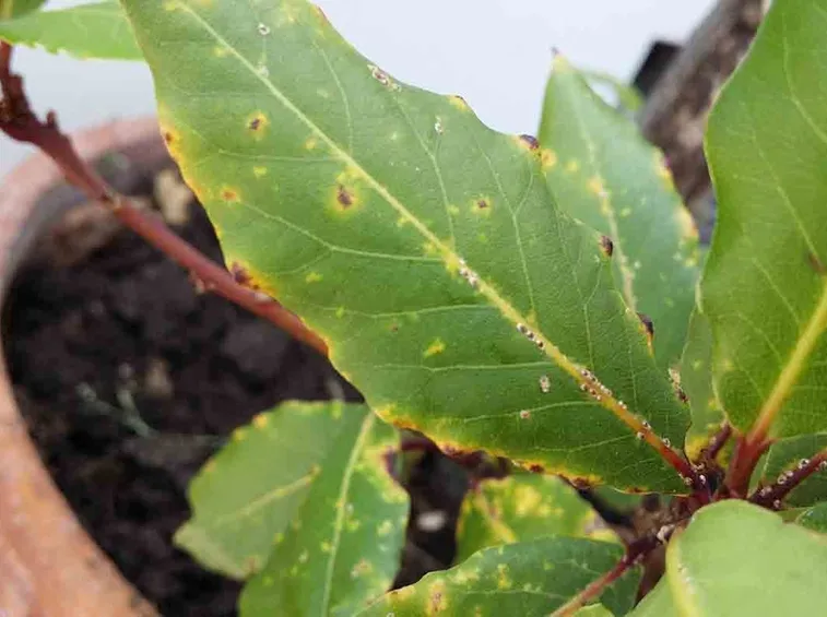 Attacco di cocciniglia mezzo grano di pepe.