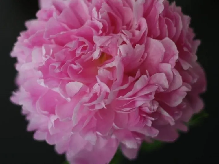 peonia