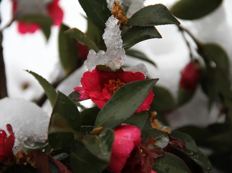 Camelia Sassanqua