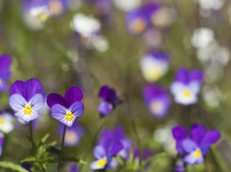 viola del pensiero