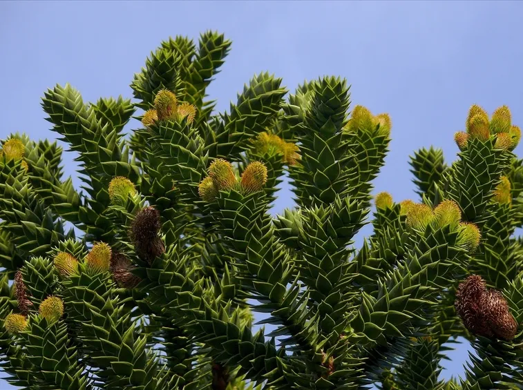 araucaria