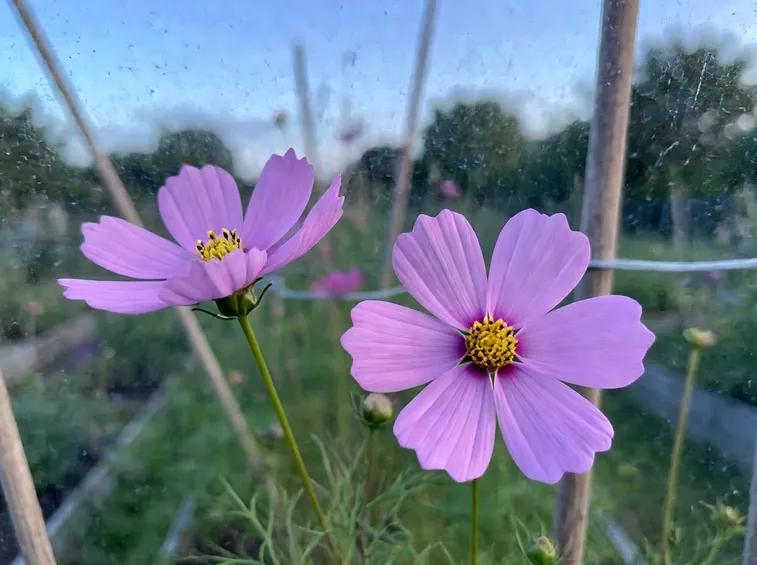 cosmea pianta