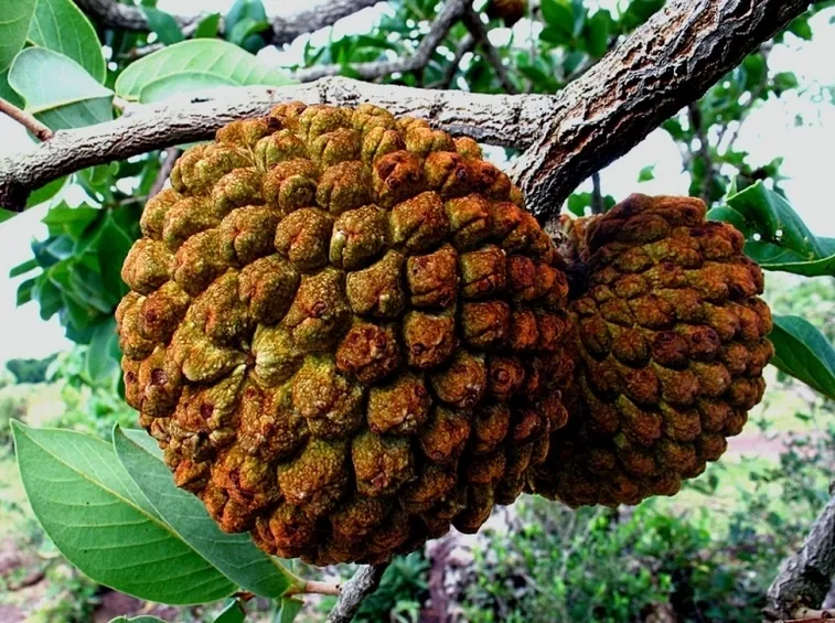 crassifolia