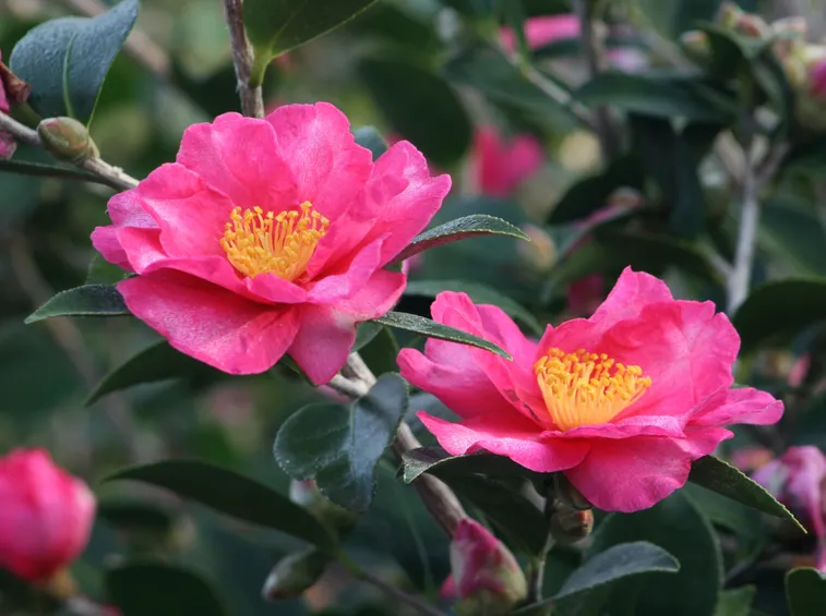 camelia Sasanqua